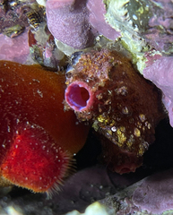 Pyura dura