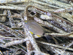 Diplodus annularis