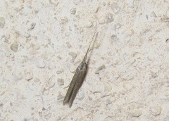 Coleophora