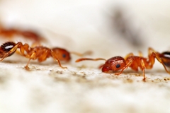 Tetramorium bicarinatum