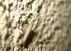 Coleophora