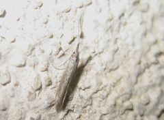 Coleophora