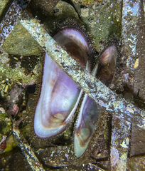 Barbatia barbata