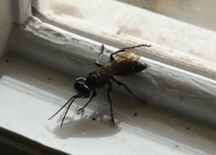 Crabroninae