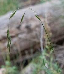 Bromus ciliatus