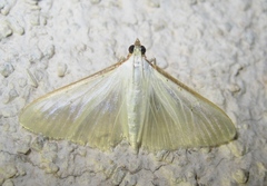 Palpita vitrealis