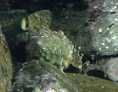 Stramonita haemastoma