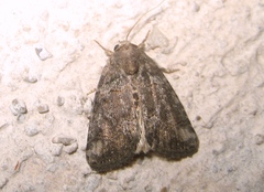 Bryophila vandalusiae