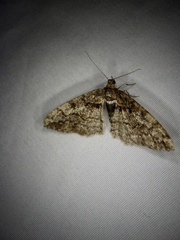 Pseuderannis lomozemia