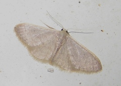 Idaea distinctaria