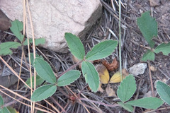 Fragaria virginiana