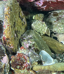 Stramonita haemastoma