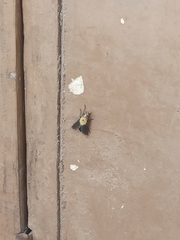 Pterygota