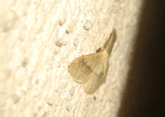 Idaea aversata