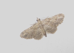 Gymnoscelis rufifasciata