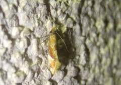 Epicallima formosella