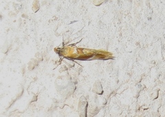 Epicallima formosella