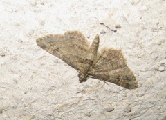 Gymnoscelis rufifasciata