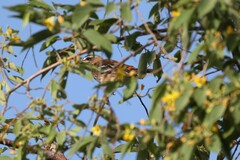 Cercotrichas leucophrys