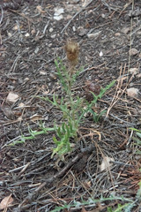 Cirsium wheeleri
