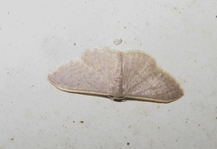 Idaea distinctaria