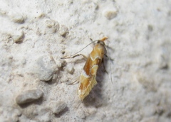 Epicallima formosella