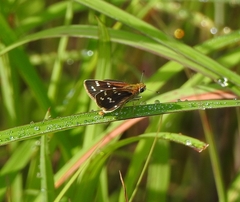 Taractrocera maevius