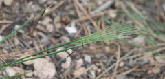 Elymus elymoides