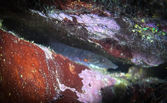 Lepadogaster candolii