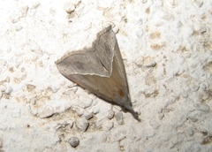 Hypena lividalis