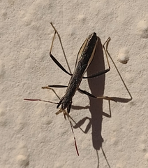 Micrelytra fossularum