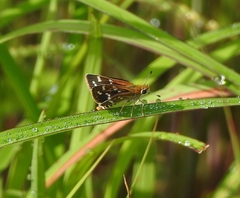 Taractrocera maevius