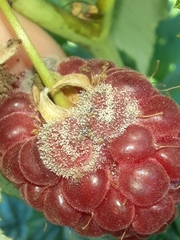 Botrytis