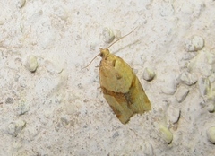 Clepsis consimilana