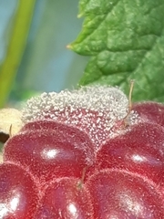 Botrytis
