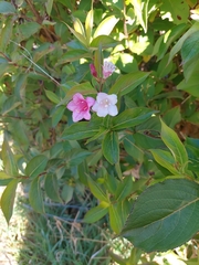 Weigela