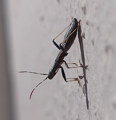 Micrelytra fossularum