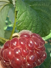 Botrytis