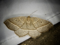 Rhynchobapta cervinaria