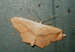 Scopula imitaria