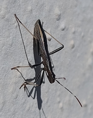 Micrelytra fossularum