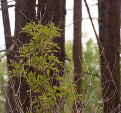 Sambucus cerulea