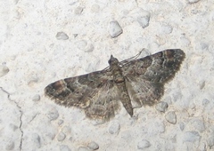 Gymnoscelis rufifasciata