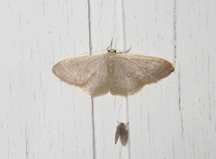 Idaea distinctaria