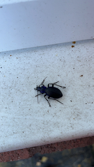 Carabus problematicus
