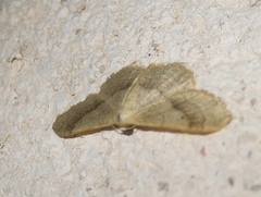 Idaea aversata