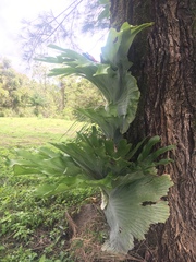 Platycerium superbum