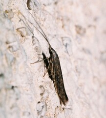 Coleophora
