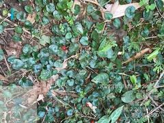 Geophila repens