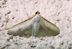 Palpita vitrealis